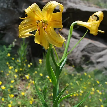 Tzivaeri Casa de hóspedes 3*