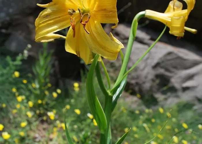 Tzivaeri Konukevi 3*