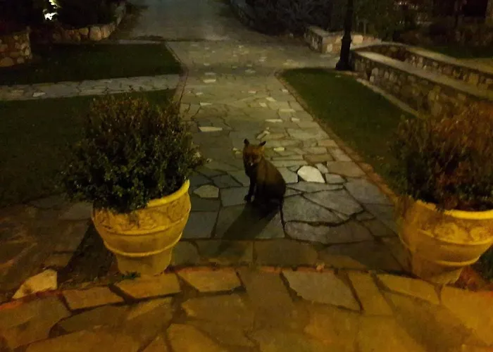 Tzivaeri Konukevi Likodhrómion